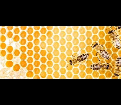 beehive with bees